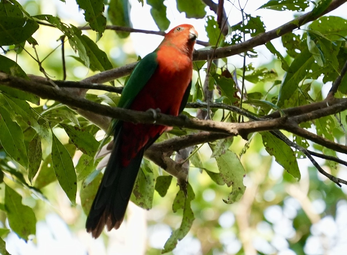 Australian King-Parrot - ML493846251