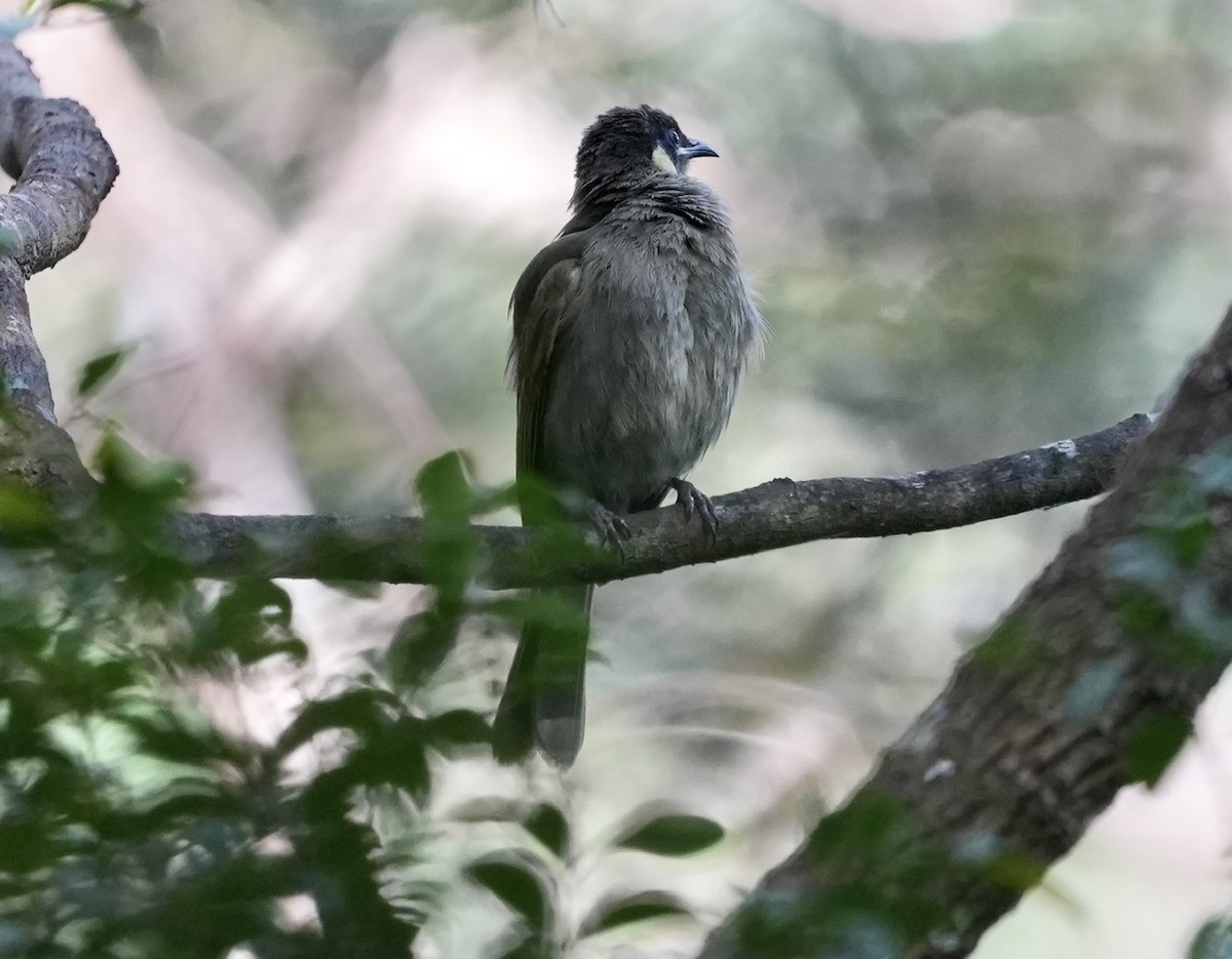Lewin's Honeyeater - ML493846281