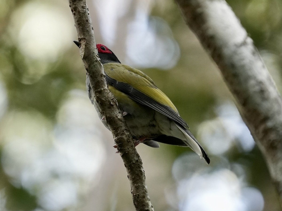 Australasian Figbird - ML493846341