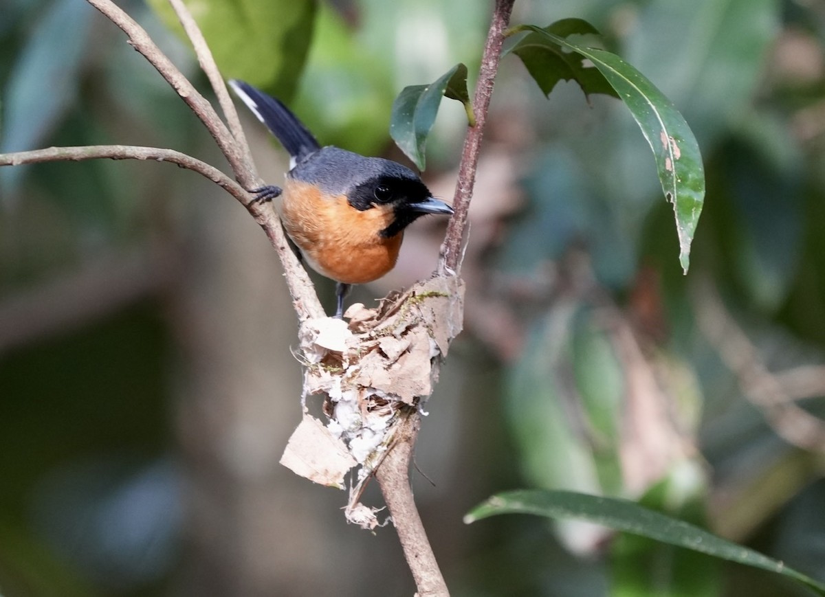 Australian Spectacled Monarch - ML493846381