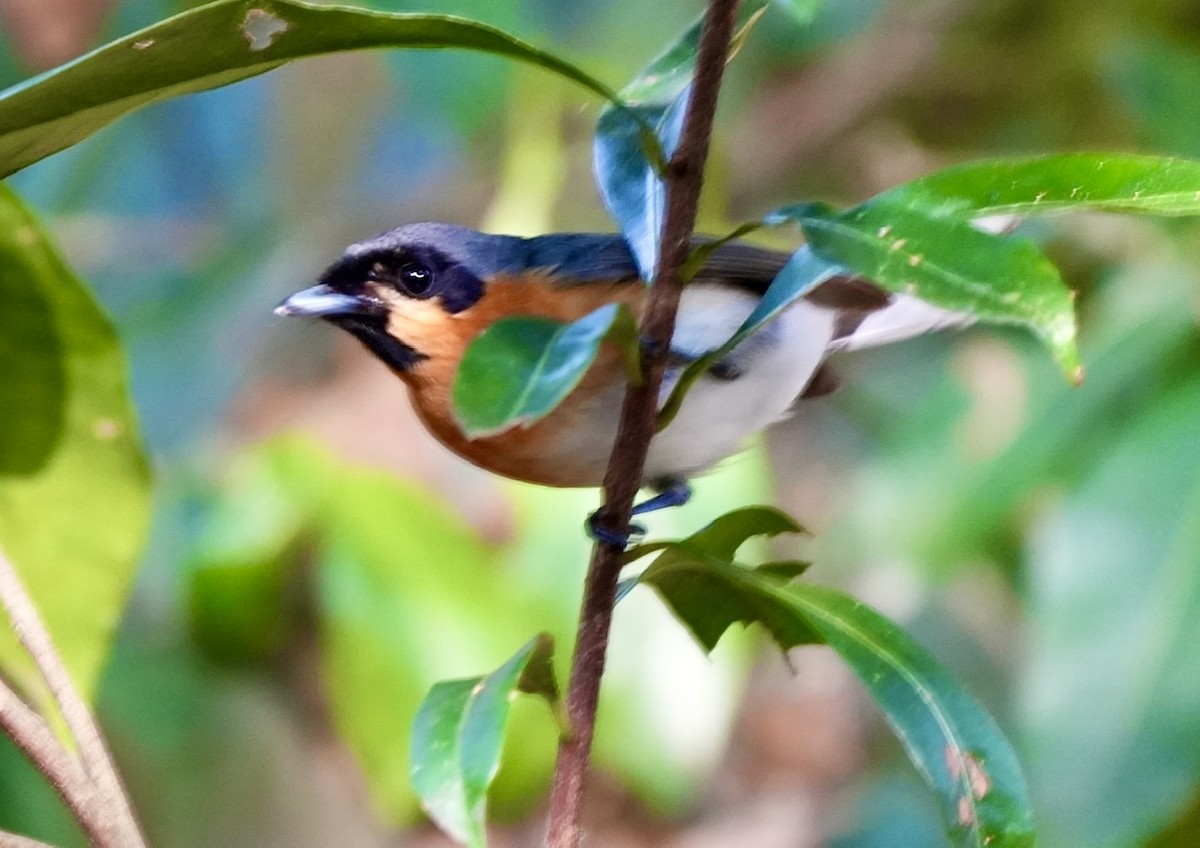 Australian Spectacled Monarch - ML493846391