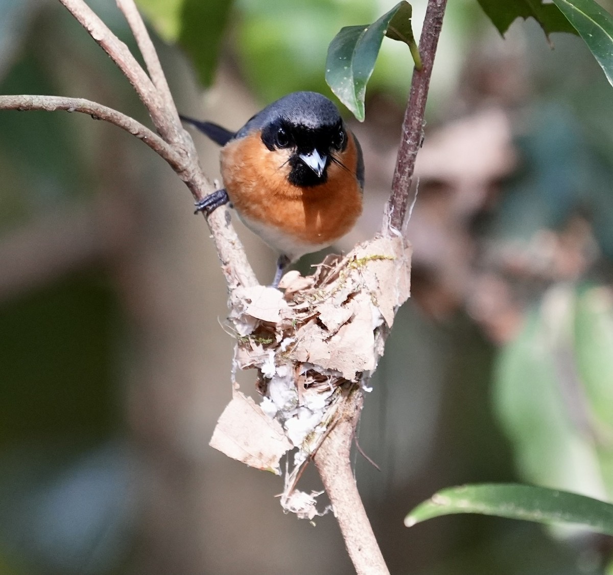 Australian Spectacled Monarch - ML493846401