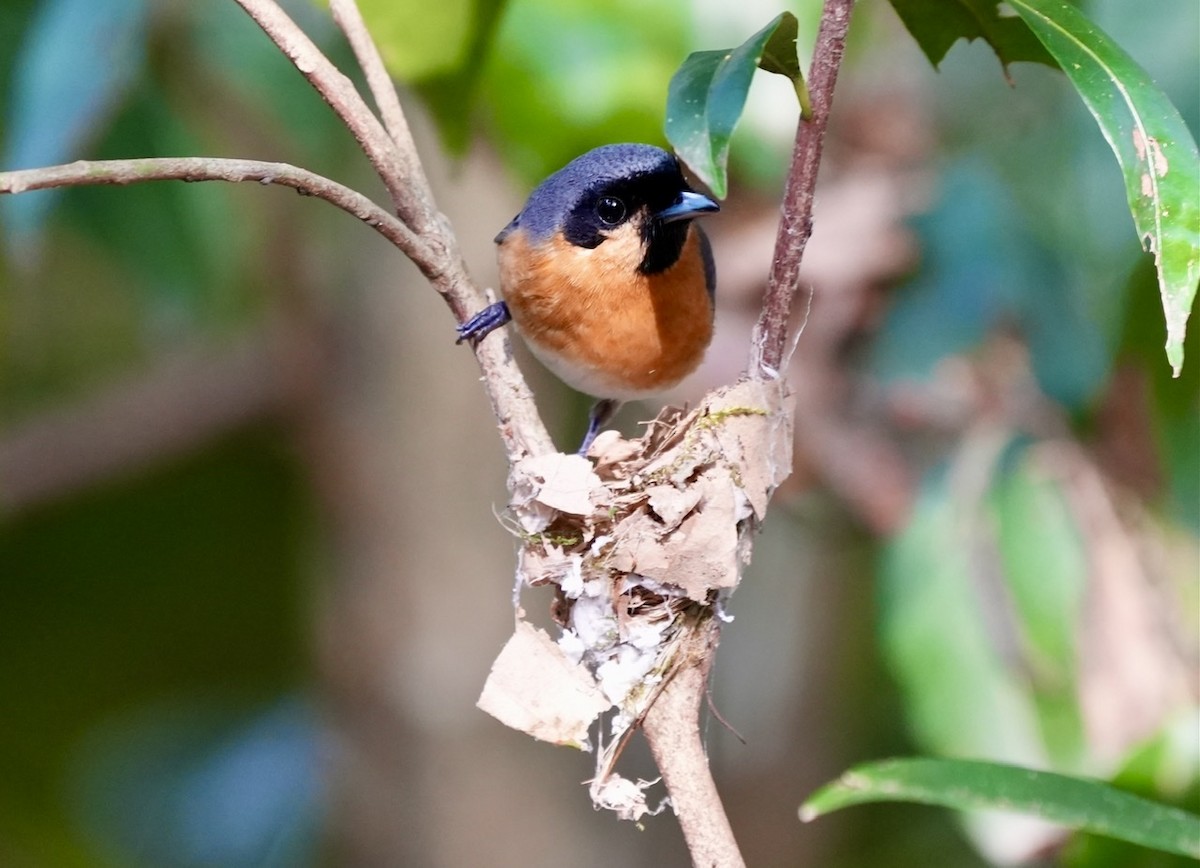 Australian Spectacled Monarch - ML493846411