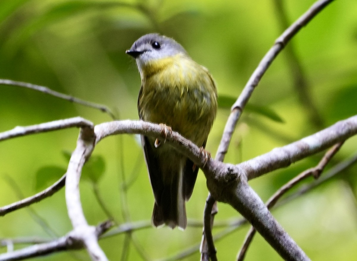 Pale-yellow Robin - ML493846471
