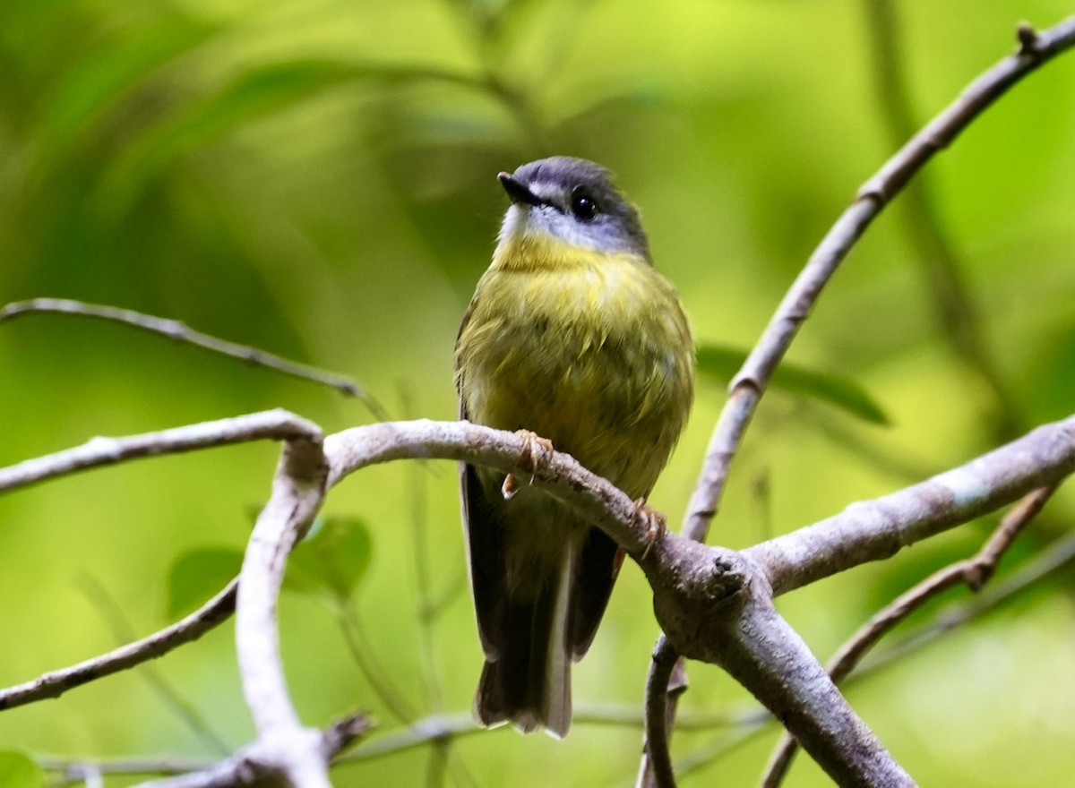 Pale-yellow Robin - ML493846481