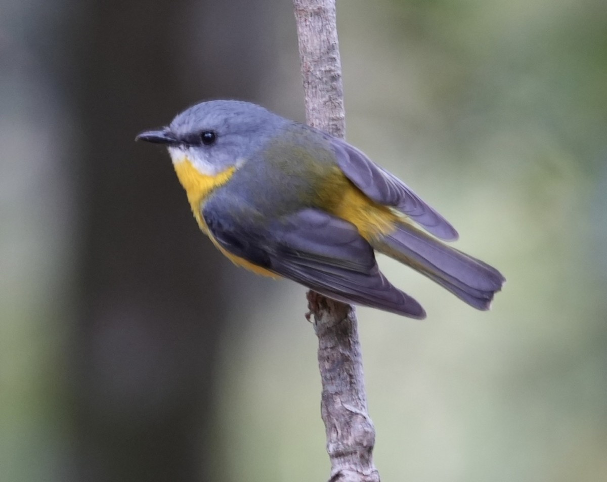 Eastern Yellow Robin - ML493846541