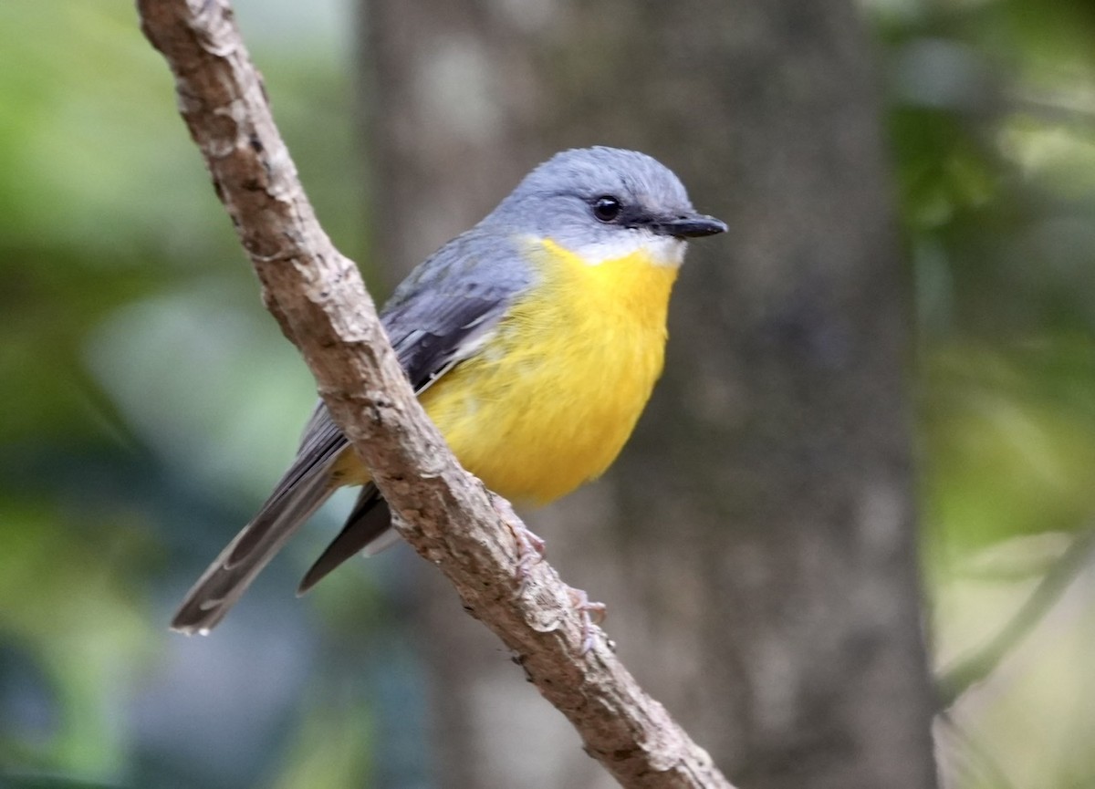 Eastern Yellow Robin - ML493846551