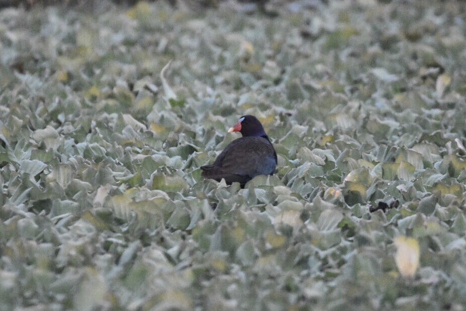 Purple Gallinule - ML49384661