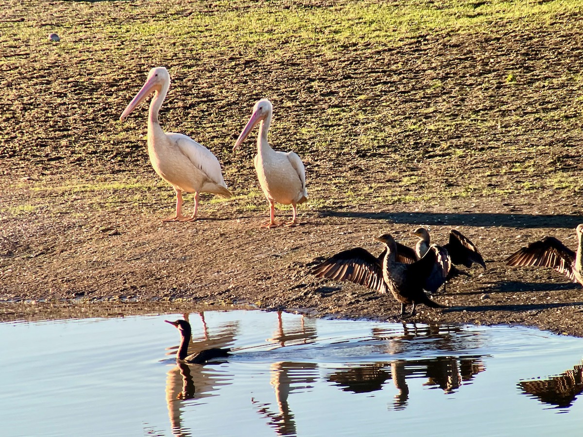 American White Pelican - ML493847091