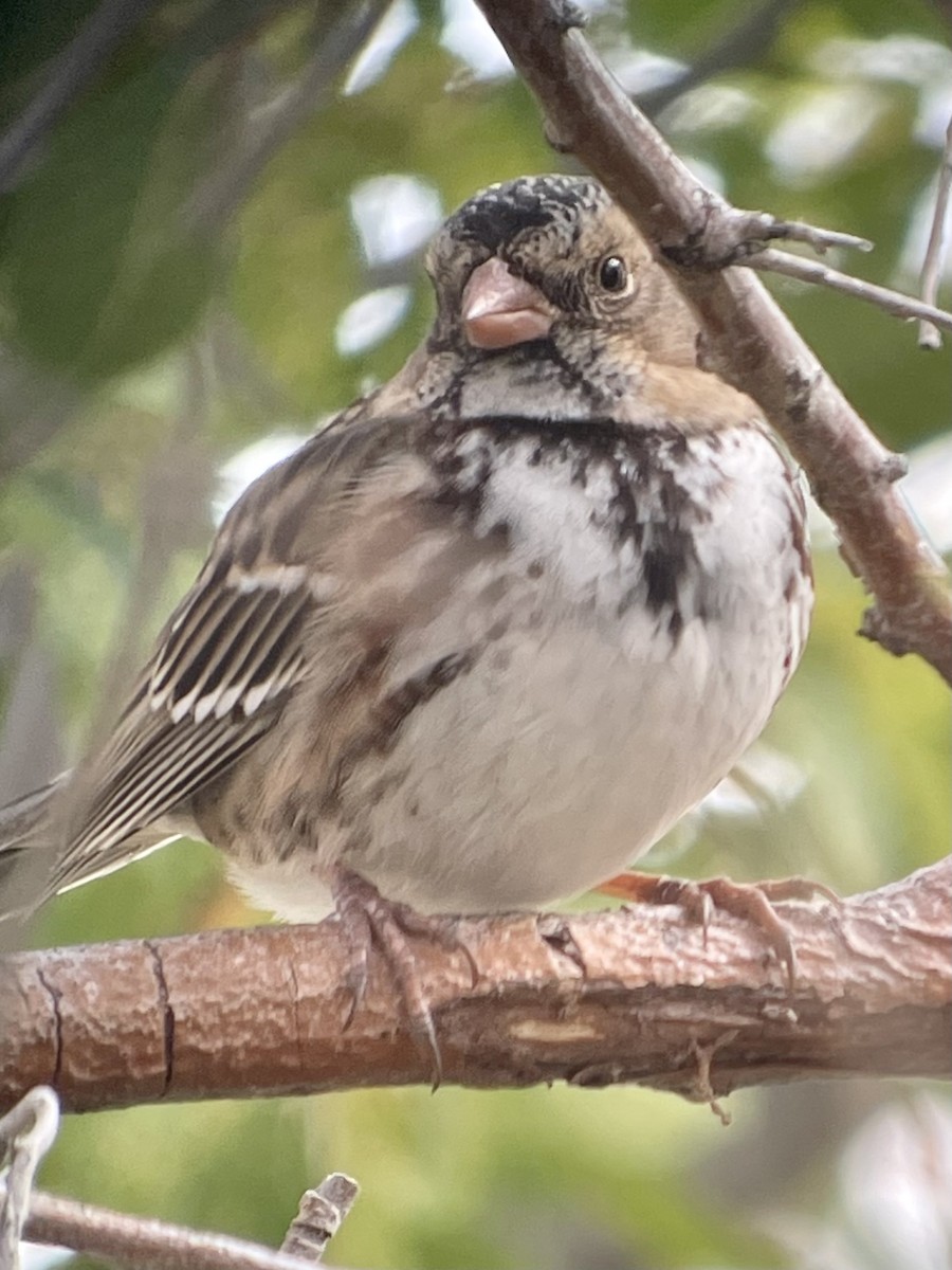 Harris's Sparrow - ML493847251