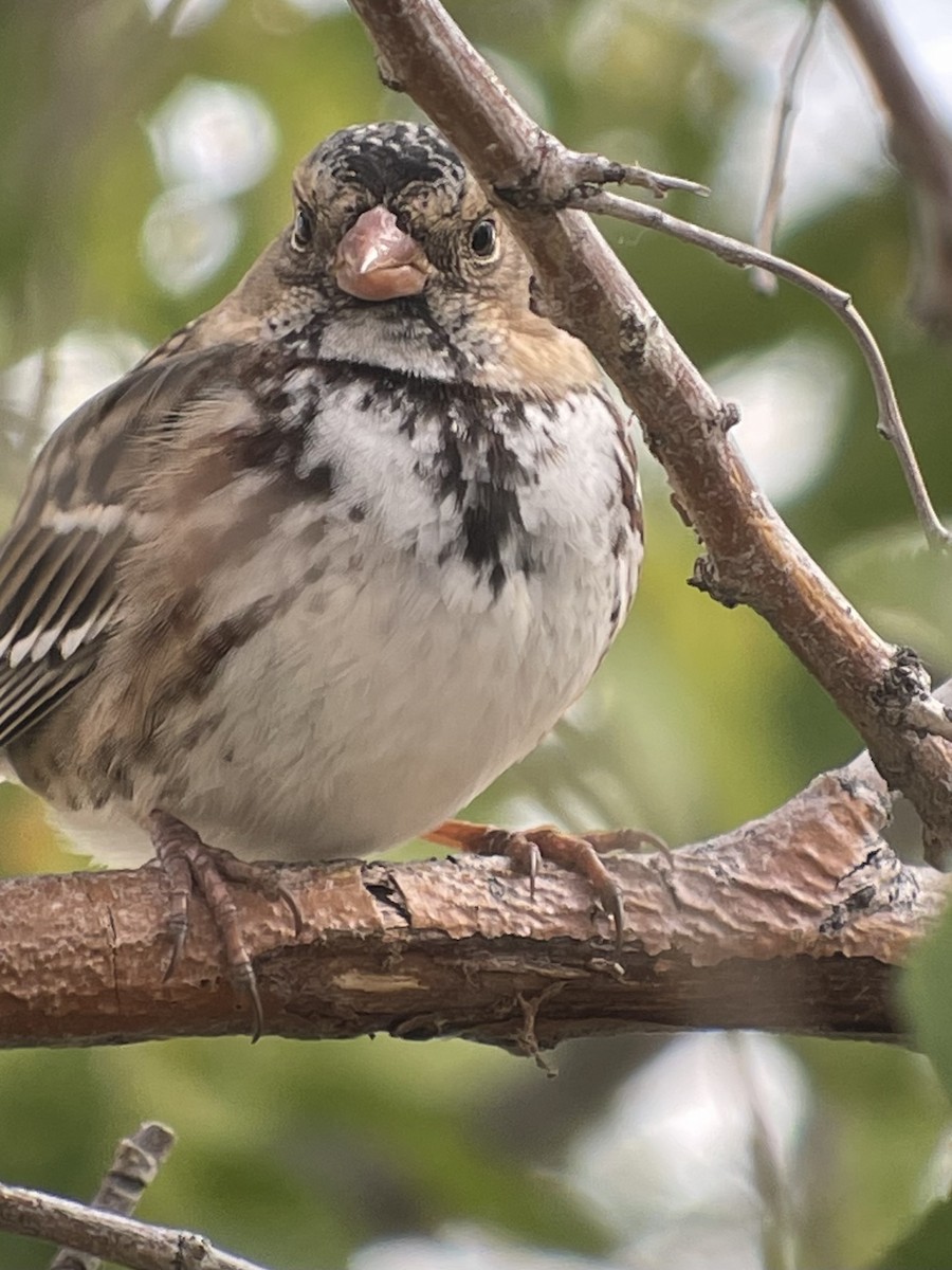 Harris's Sparrow - ML493847261