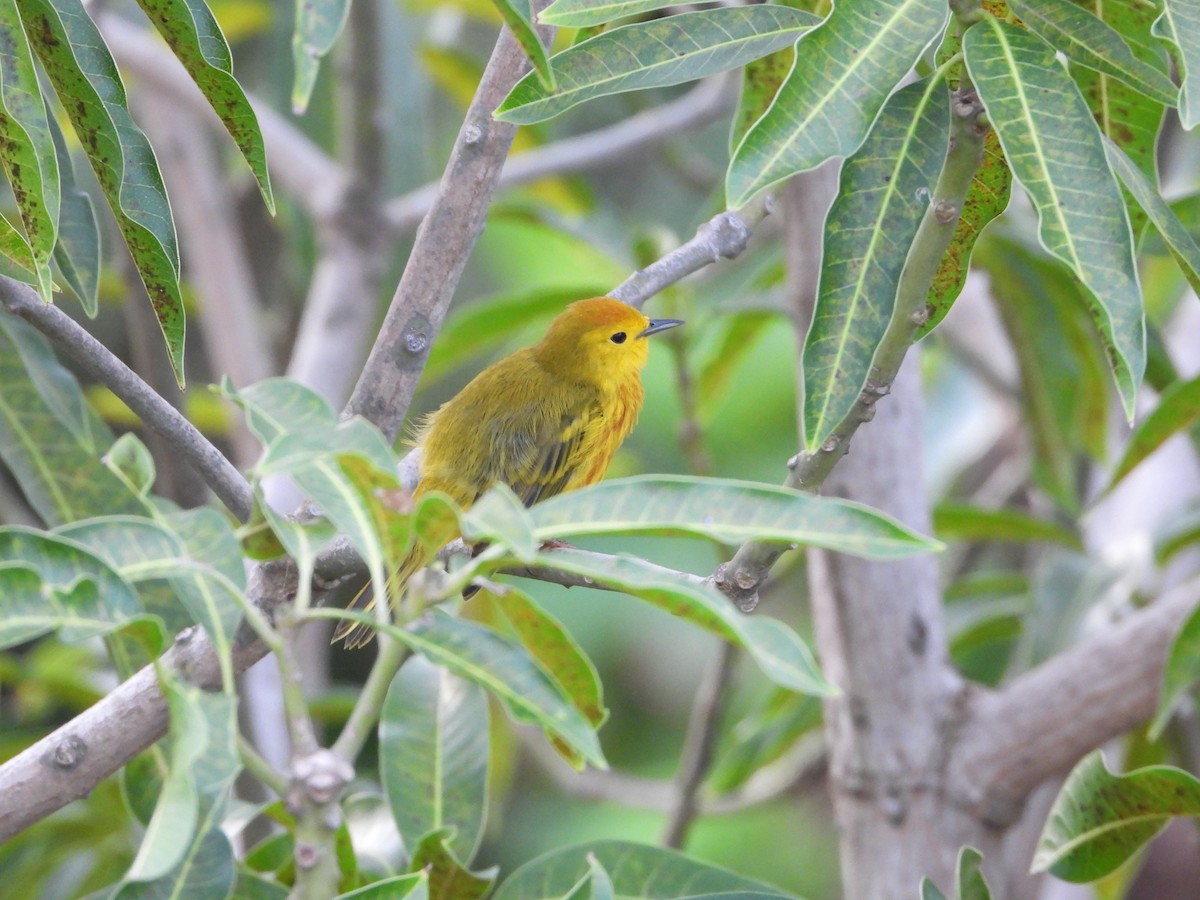 Yellow Warbler - Juan Carlos Luna Garcia