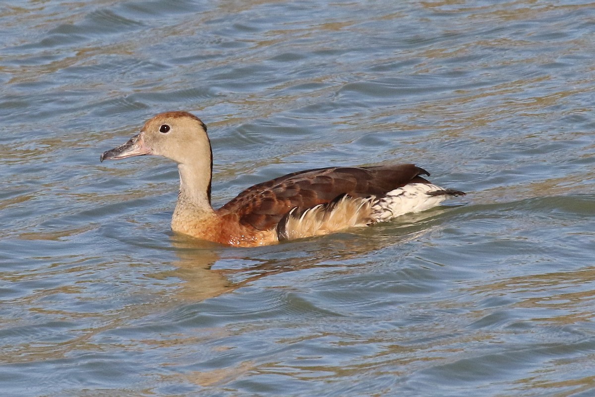Black-bellied x Fulvous Whistling-Duck (hybrid) - Dan Jones