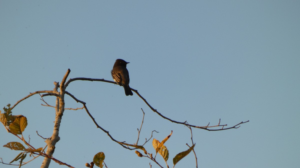 Black Phoebe - ML493849921