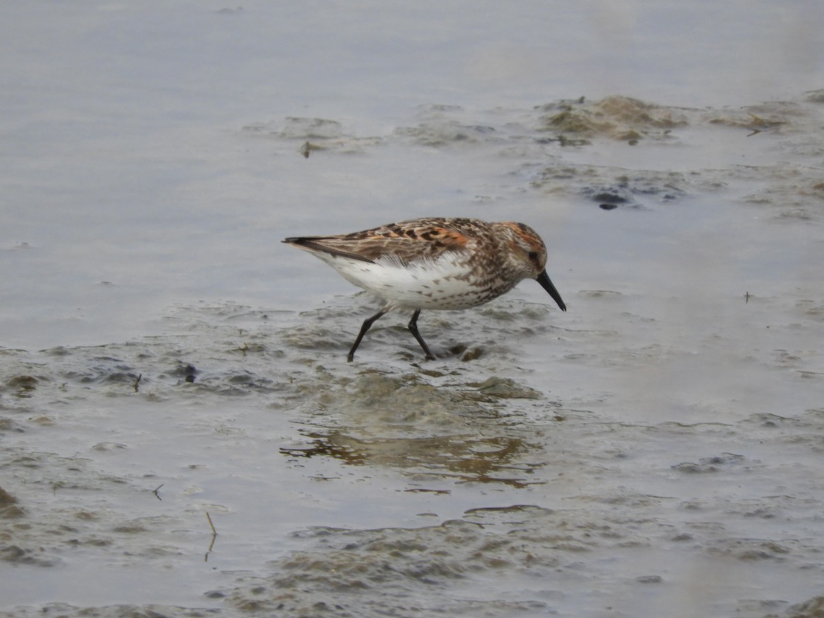 Western Sandpiper - ML493850711