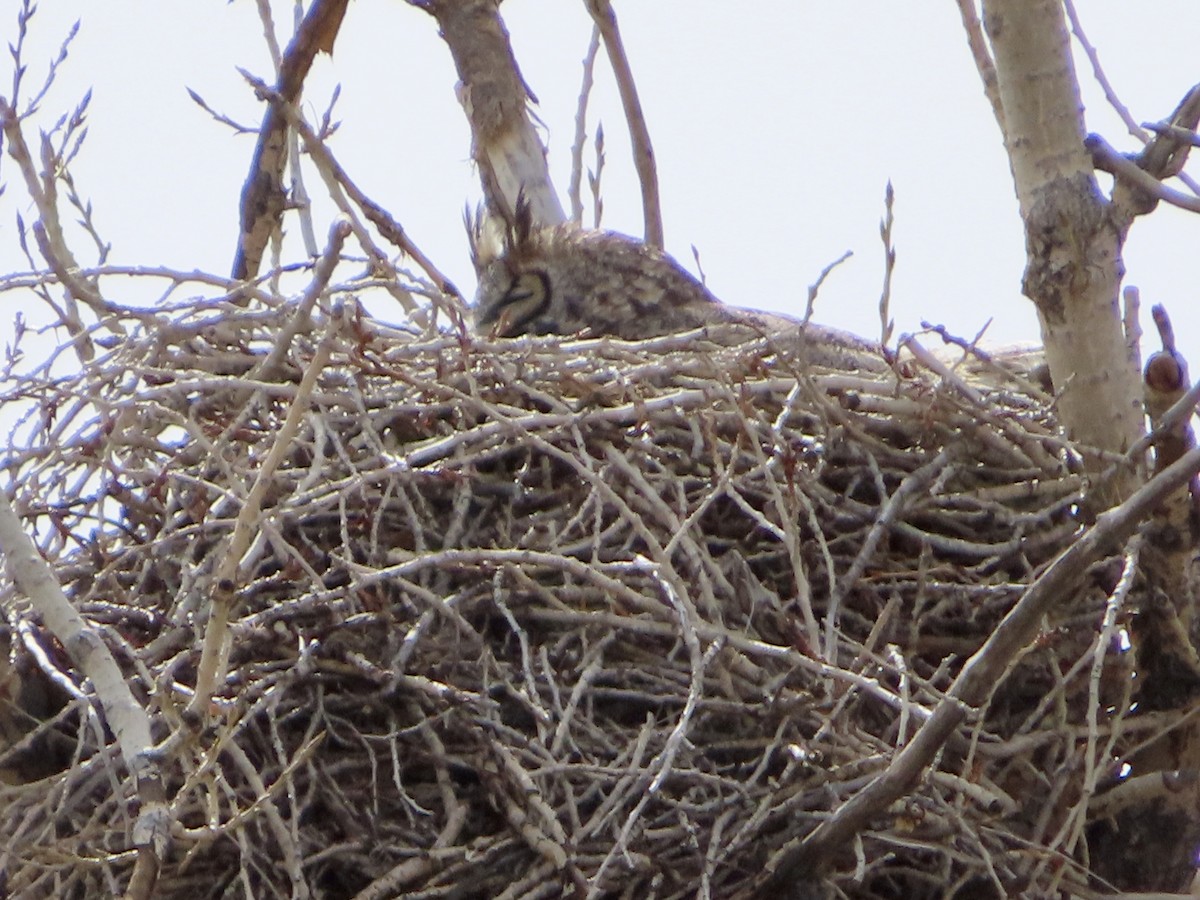 Great Horned Owl - ML493851511