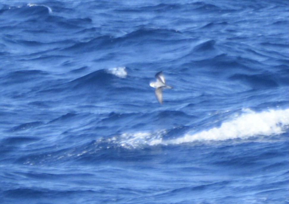 Cook's Petrel - ML493852991