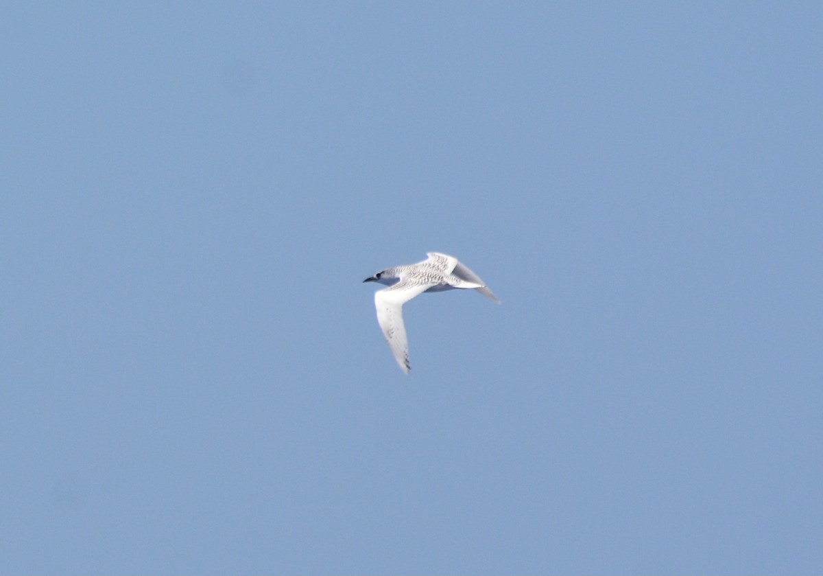Red-tailed Tropicbird - ML493853551