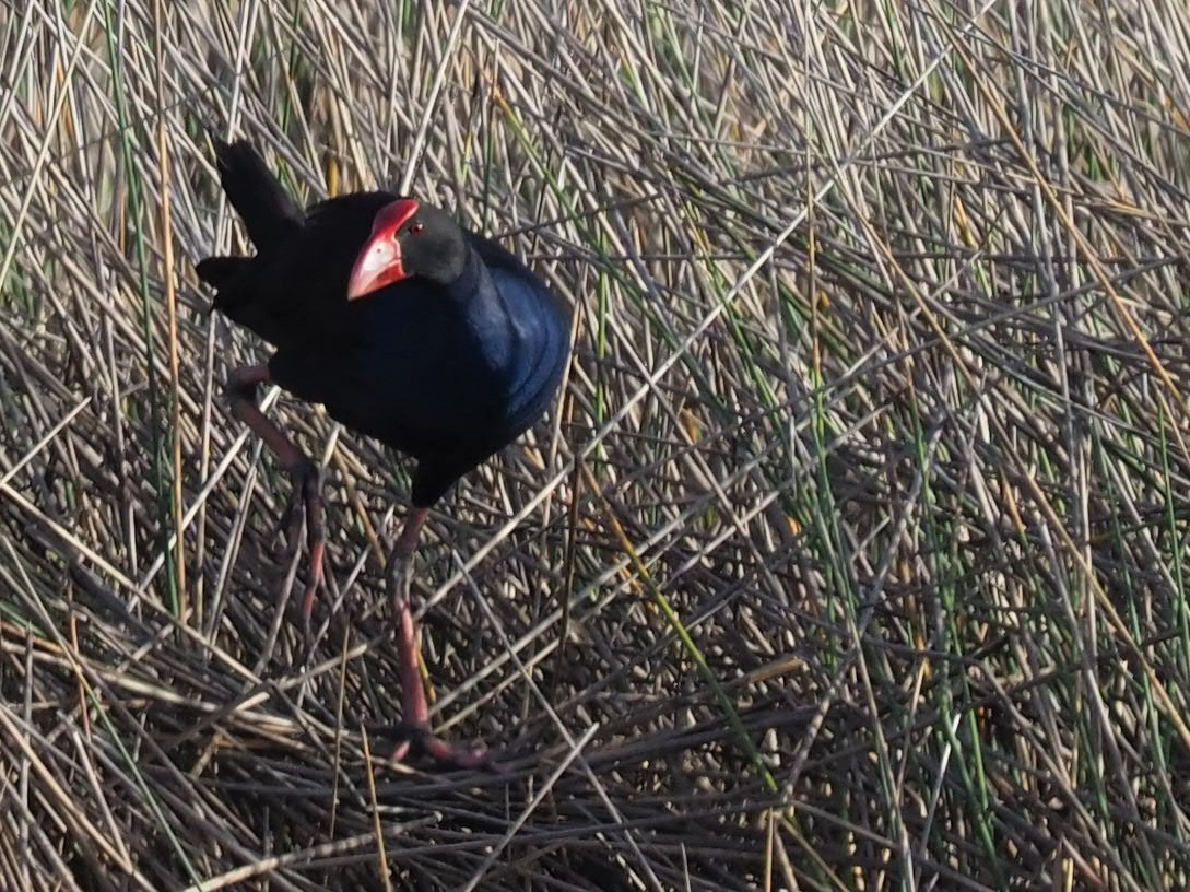 Australasian Swamphen - Magen Pettit