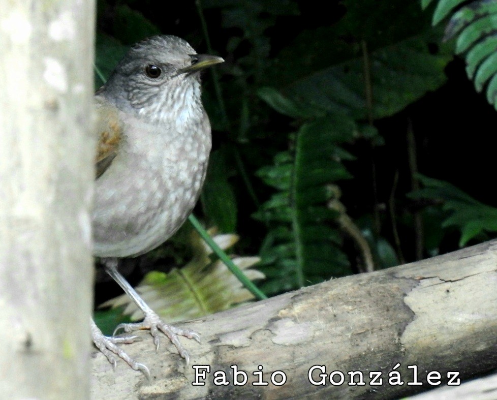 Pale-breasted Thrush - ML493854671