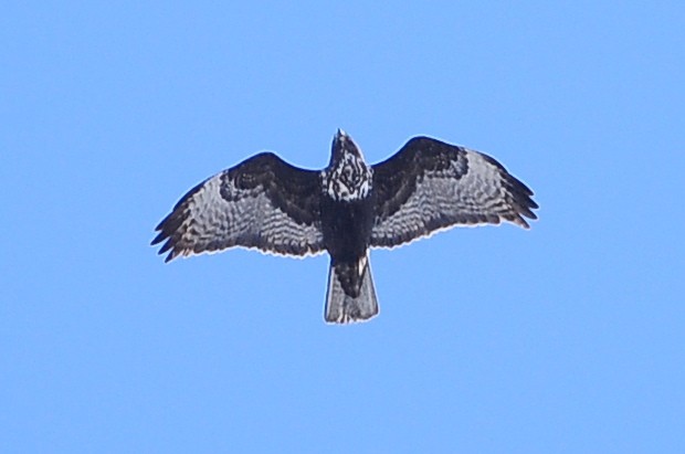 Red-tailed Hawk (Harlan's) - Karl Bardon