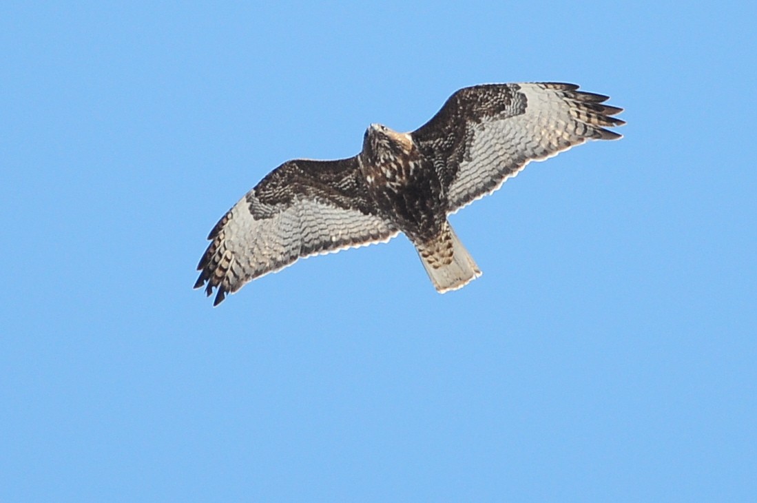 Red-tailed Hawk (Harlan's) - Karl Bardon