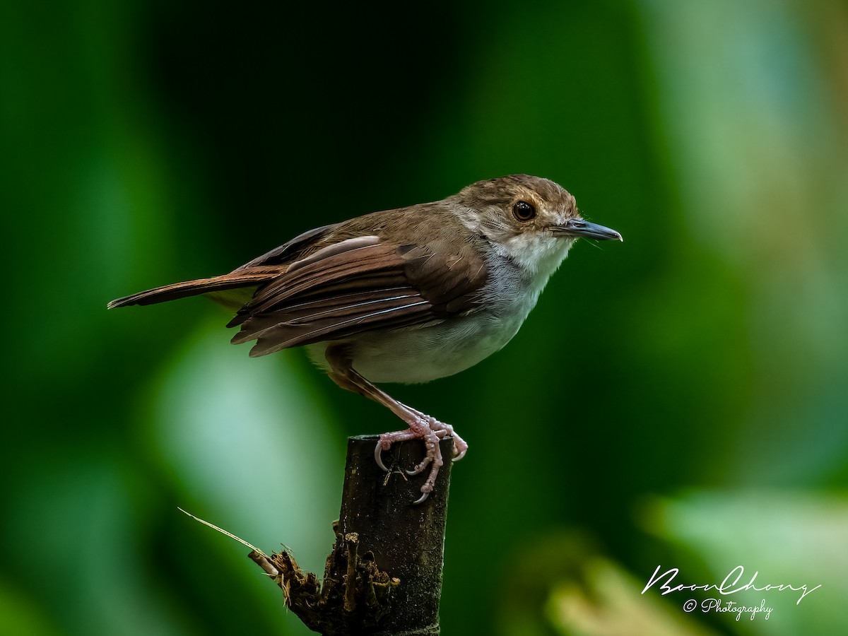 White-chested Babbler - Boon Chong Chen