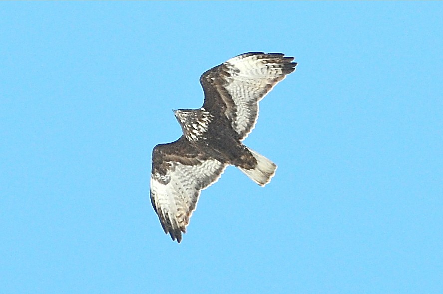 Red-tailed Hawk (Harlan's) - Karl Bardon