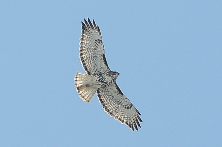 Red-tailed Hawk (Harlan's) - Karl Bardon