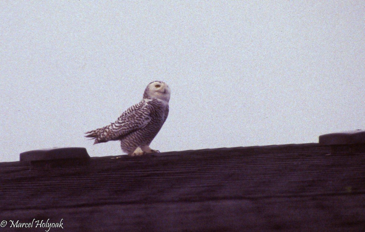 Snowy Owl - ML493859531