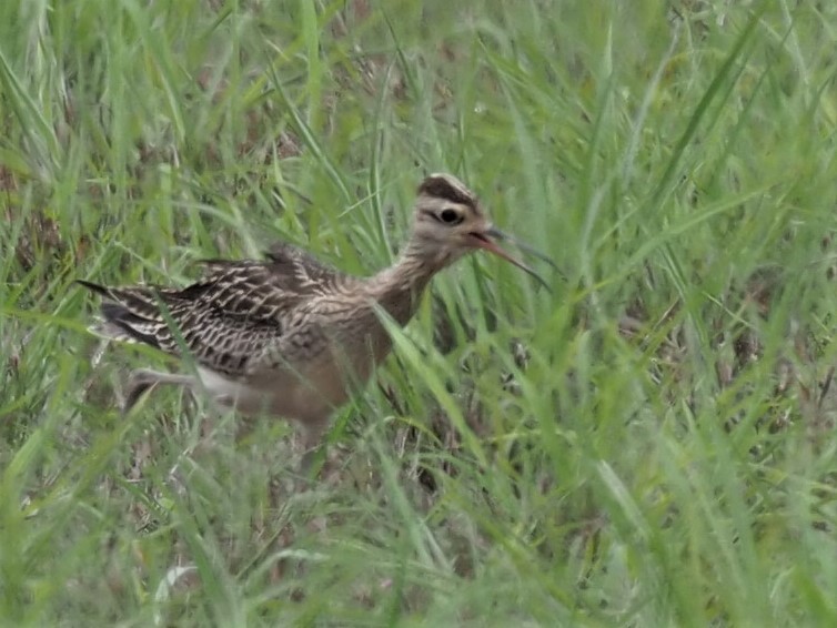 Little Curlew - Magen Pettit