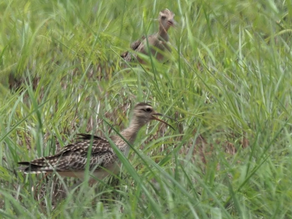 Little Curlew - ML493859881