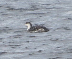 Red-throated Loon - ML49386171