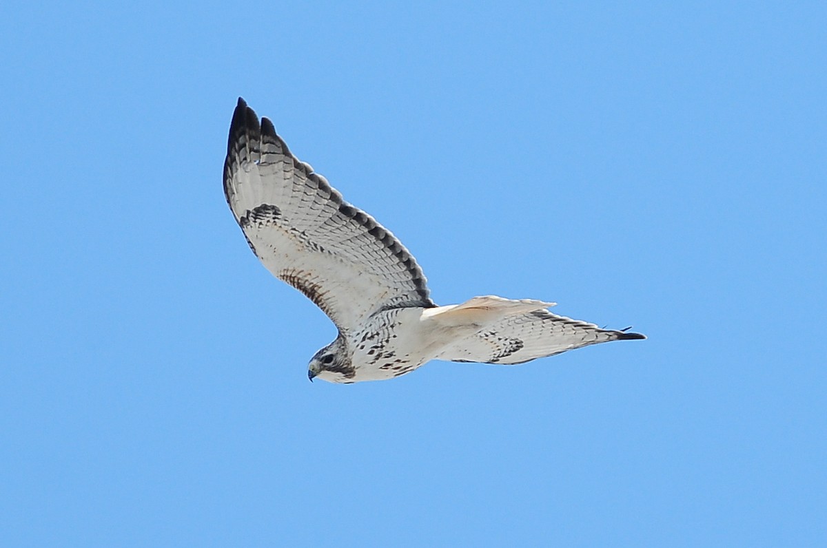 Red-tailed Hawk - Karl Bardon