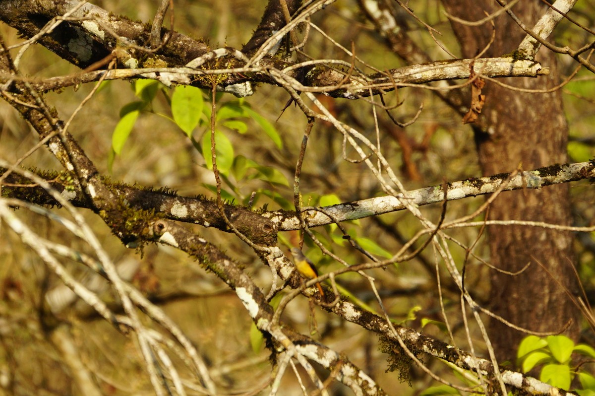 Small Minivet - ML49386261