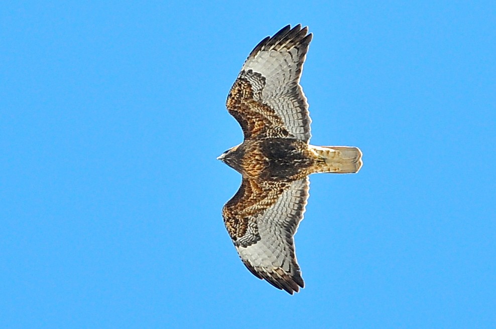 Red-tailed Hawk (abieticola) - Karl Bardon