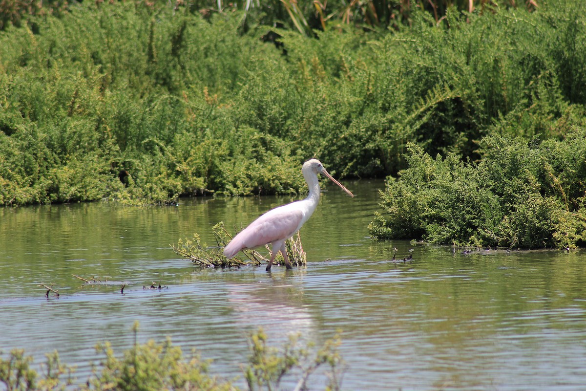 Roseate Spoonbill - Eimy Agüero Eca