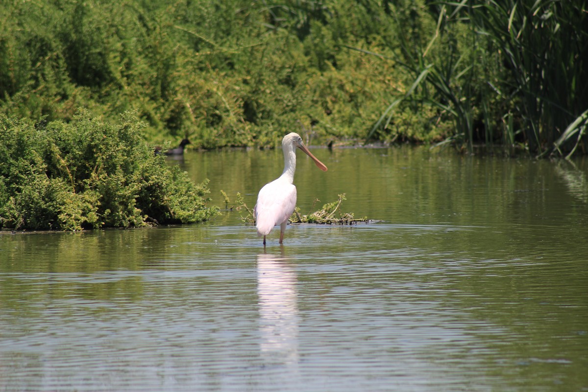 Roseate Spoonbill - ML493864111