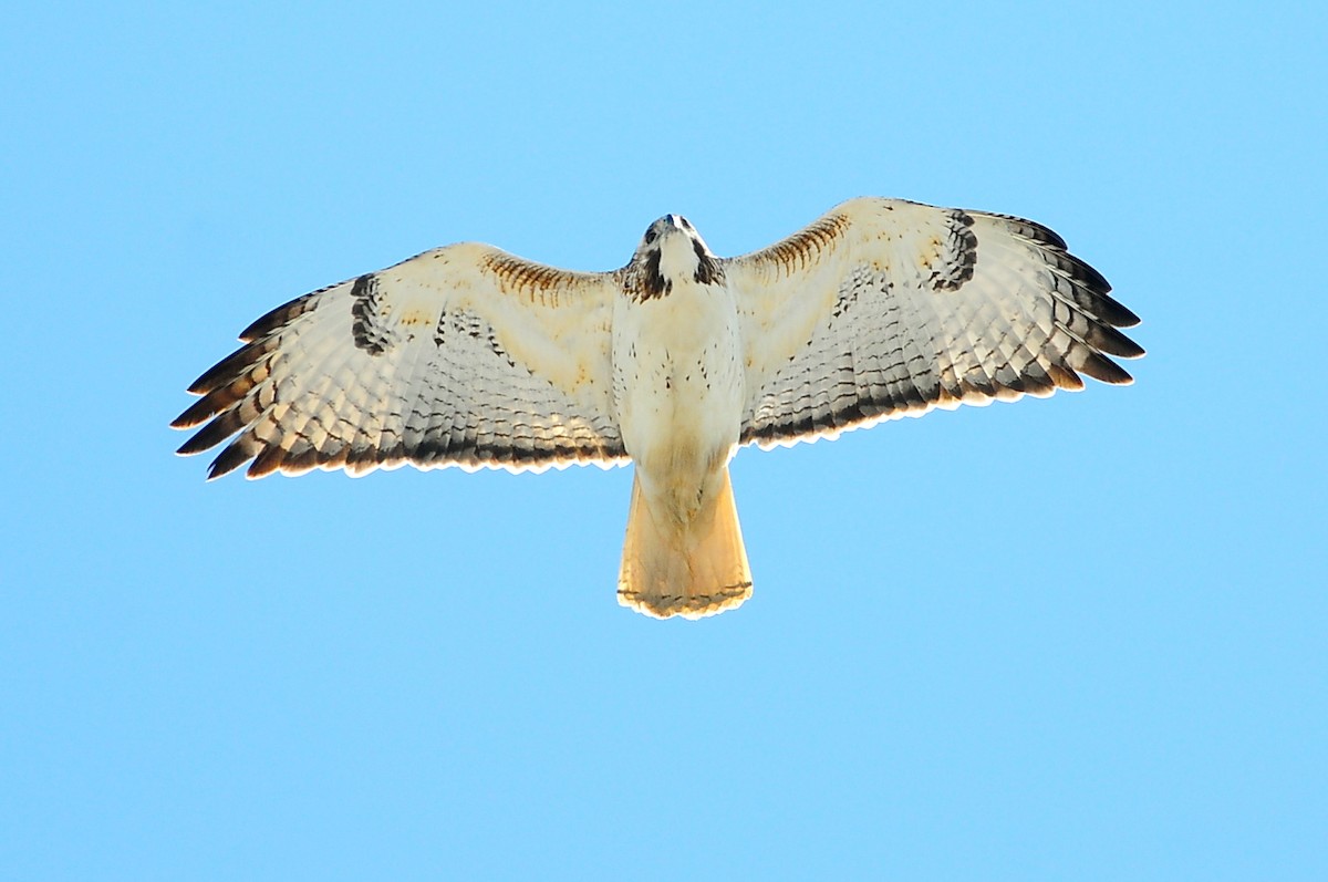 Red-tailed Hawk (borealis) - Karl Bardon