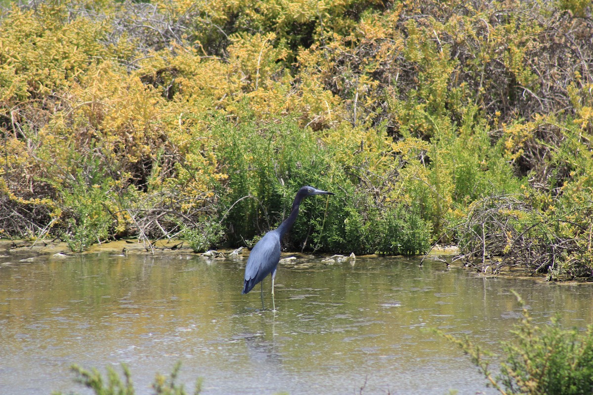 Little Blue Heron - Eimy Agüero Eca