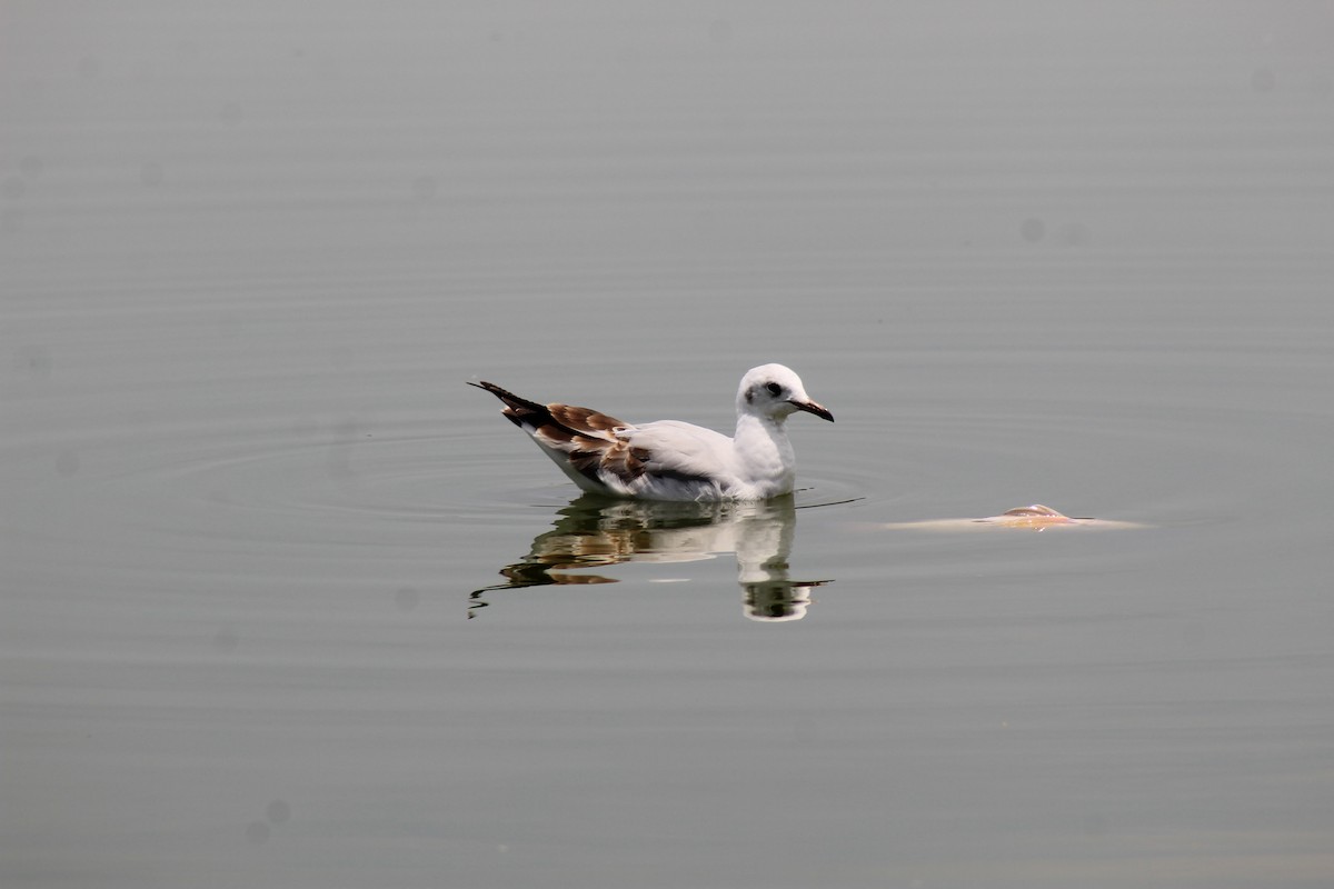 Gaviota Cabecigrís - ML493864781