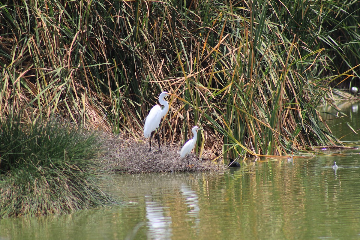 Great Egret - ML493864871