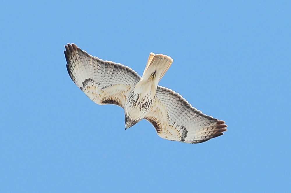 Red-tailed Hawk (abieticola) - ML49386501