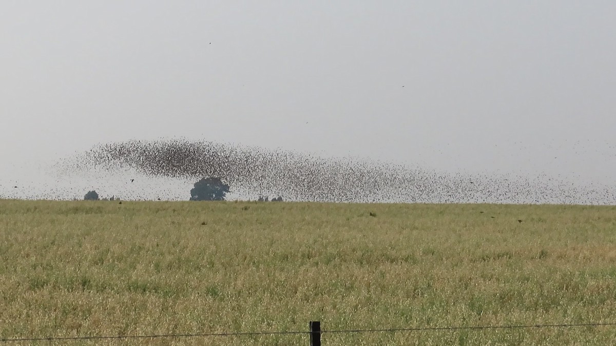 Red-billed Quelea - Shane Dollman