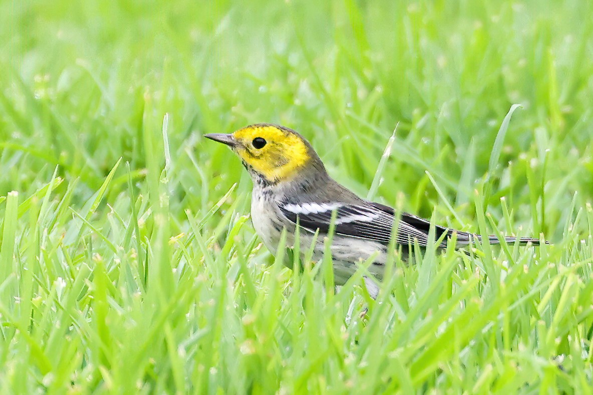 Hermit Warbler - Garrett Lau