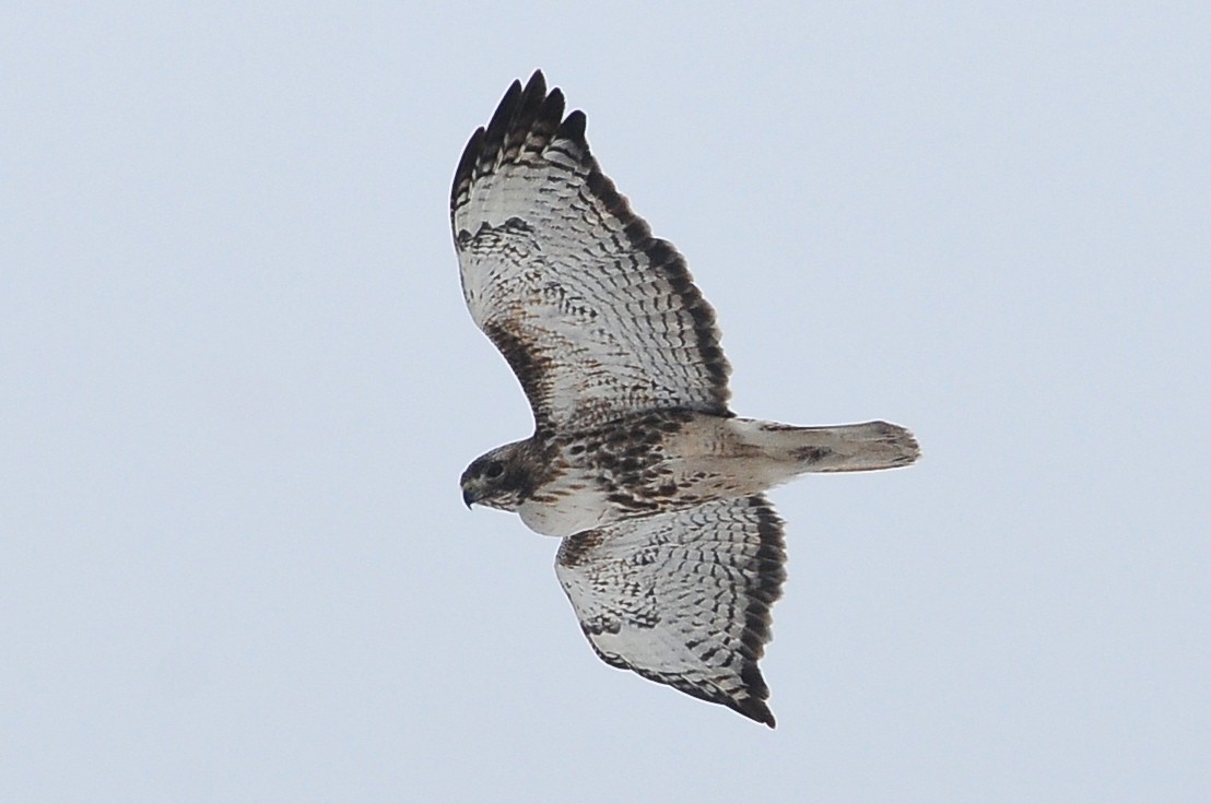 Red-tailed Hawk (abieticola) - ML49386691