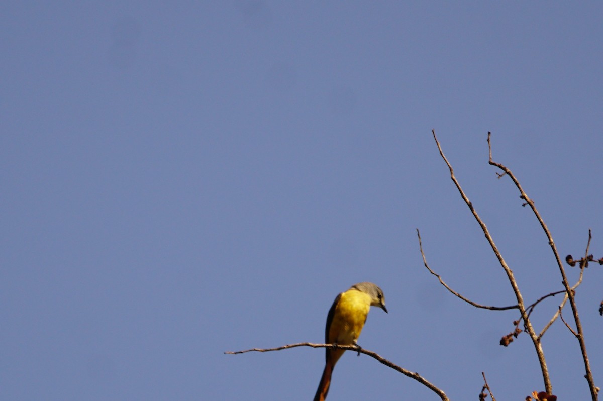 Small Minivet - ML49386711