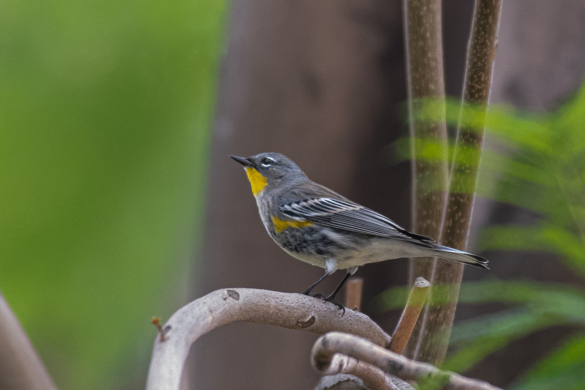 Yellow-rumped Warbler (Audubon's) - ML493867231