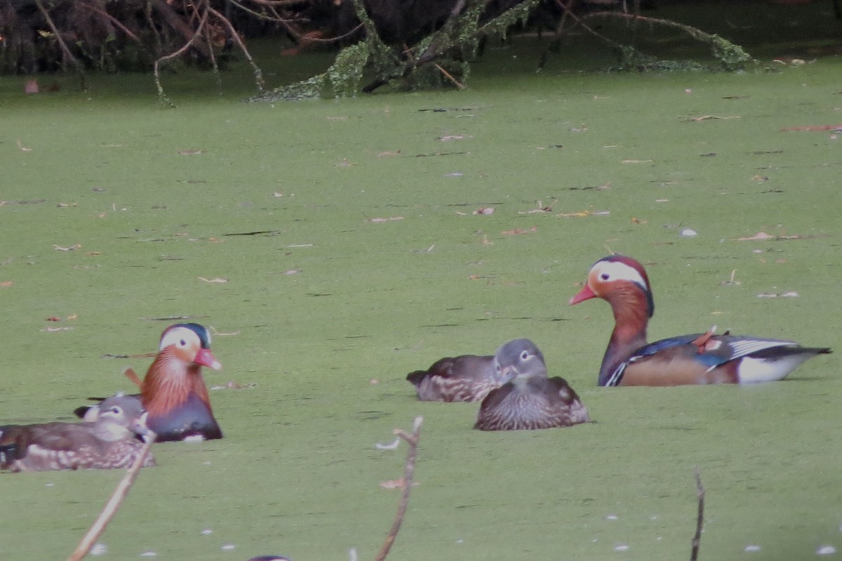 Mandarin Duck - ML493867941