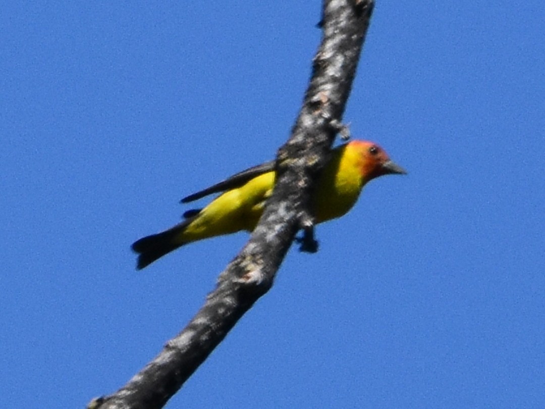 Western Tanager - ML493870881